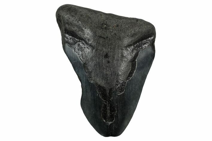 Bargain, , Fossil Megalodon Tooth - Georgia #338841